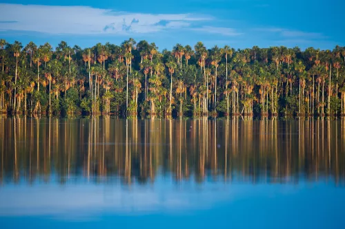 Pandémie et anthropocène